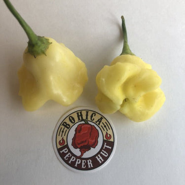 Aji White Fantasy - Seeds - The Pepper Pantry (Formerly Marie Sharp's)